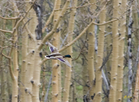 Mallard in Aspen